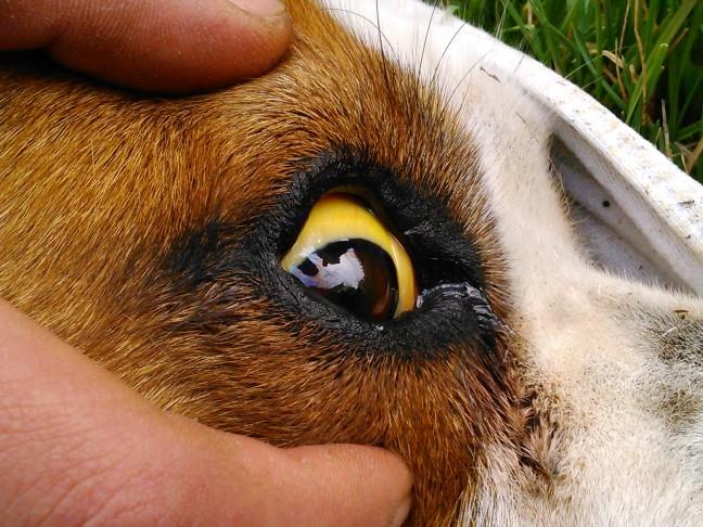 Oko pas żółtaczka